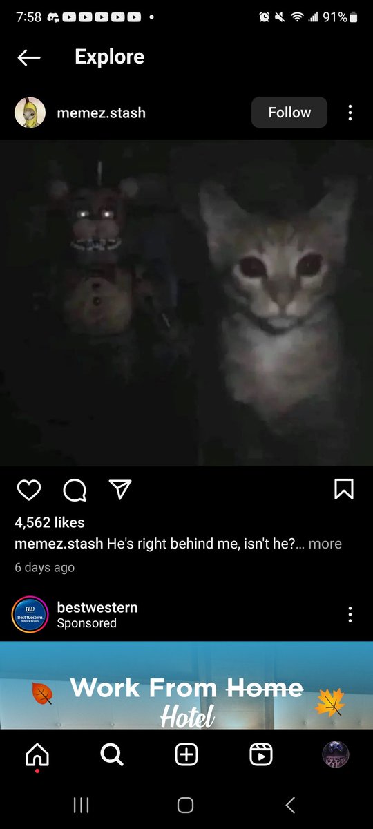 MontraMoth tweet media