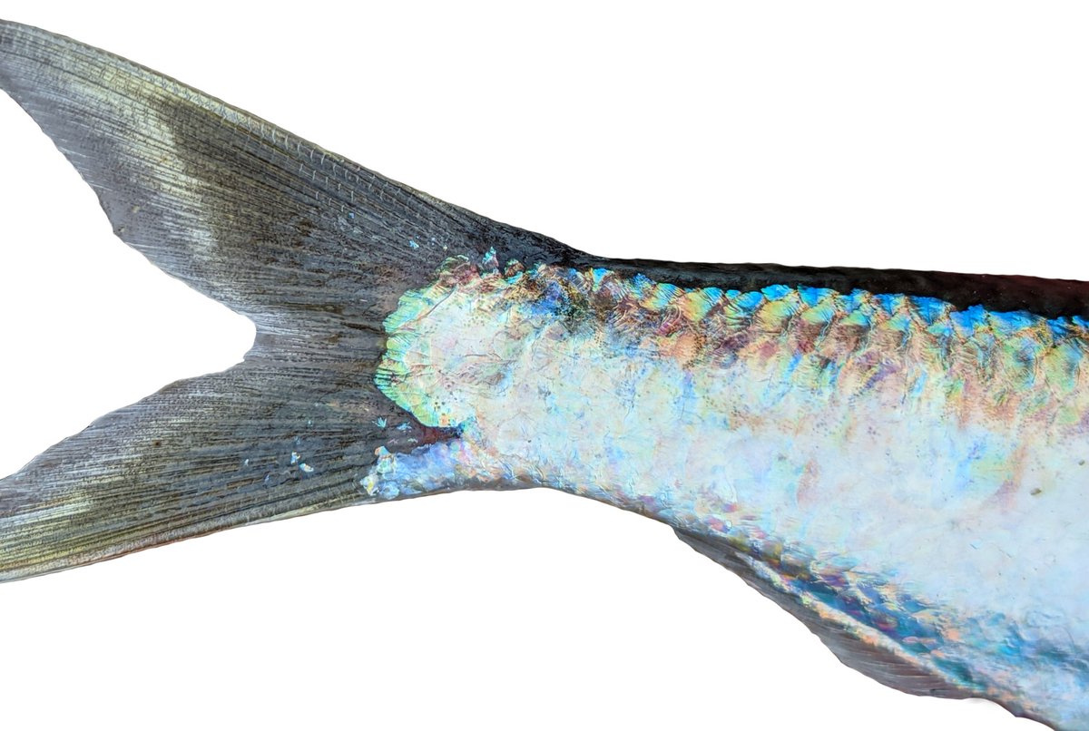 Herring release bubbles from their anuses when scared or during ascent or descent. These are called "fast repetitive ticks" or FRTs. FRTing may also serve a social function. 💨
There's more: fws.gov/fish-of-the-we…

The tail end of a Pacific Herring 📷 Alex Heyman
#AllTheFish