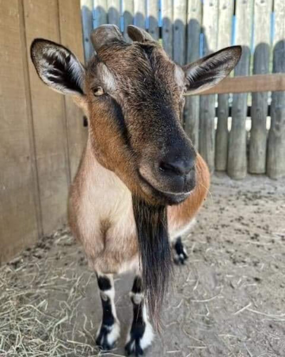 Wild_Adventures's tweet image. In honor of #NoShaveNovember we present you with this #goatee.