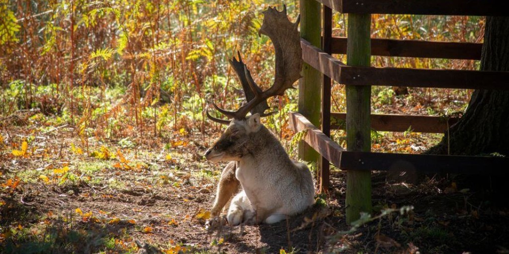 BritishDeerSoc's tweet photo. Sleepy fallow buck at Bradgate Park late Oct 23 captured and shared by Amy Amy
#FallowDeer #BradgatePark #AutumnVibes #OutdoorAdventures #Photography #LateOctober https://t.co/lkphwC3VdQ