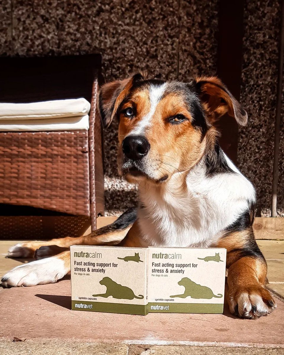 nutravet's tweet image. Did your pet use Nutracalm to help them through fireworks night?
We'd love to hear your reviews and feedback; leave them at nutravet.co.uk/testimonials/
 
#nutracalm #calmdogs #naturalpetcare #nutravetpet #petanxiety #anxiousdogs #keeppetscalm #nutravetpet #nutravet