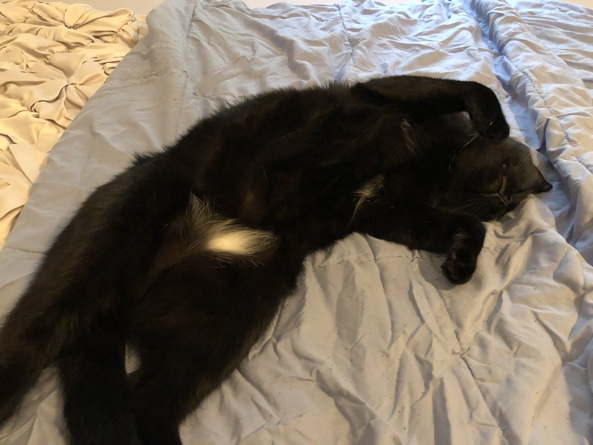 ⚫️Shadow & ⚪️Loki 🐈‍⬛🐈‍⬛ tweet media