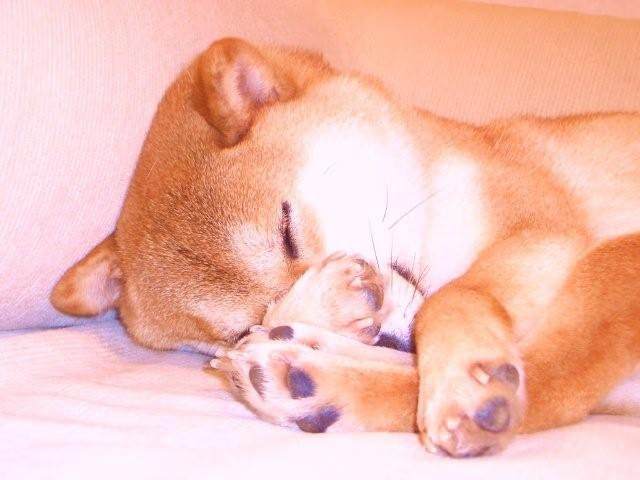 First Doge 📸 tweet media