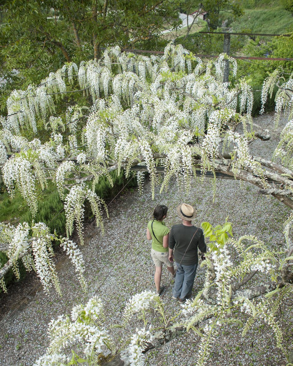 Vinho Verde #vineyards are nestled in the lush hills of northern #Portugal where the unique climate and soil composition combine to create crisp, aromatic #wines like no other. Learn more about #VinhoVerde here: bit.ly/3MwOXxh