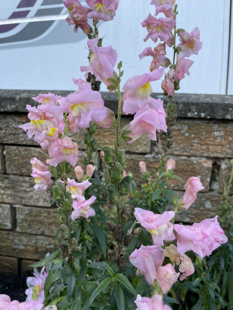 Summer colour in November