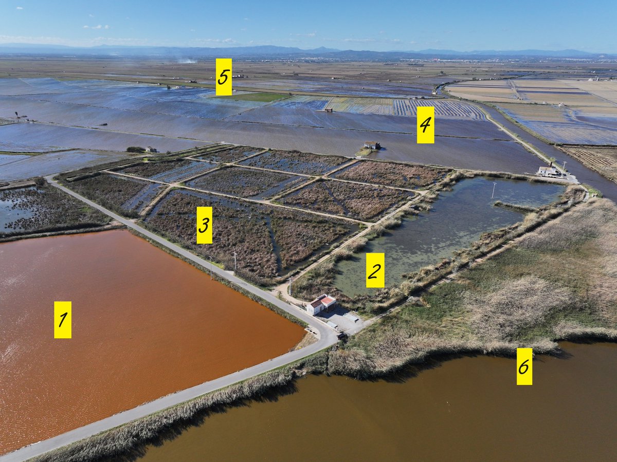AlbuferaBio's tweet photo. Foto de hoy con mucho a comentar:
1-Agua roja en L'Albufera desde hace semanas
2-Vegetación subacuática  en gran parte de la laguna del #TancatDeLIlla
3-Siega de helófitos para mejorar hábitat y el agua
4-Perellonà en proceso
5-Todavía quemando paja de arroz
6-Estany de la Plana https://t.co/VmbbSTKFoP