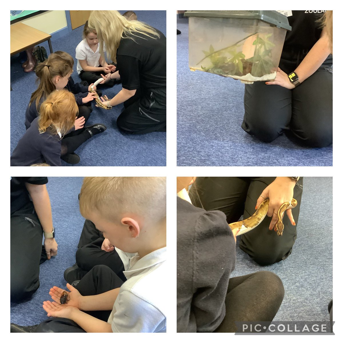 BandBschool's tweet photo. Wow! Team Aire had a fantastic visit from @ZooLabUK today where we had the chance to meet lots of different animals. We found out so many interesting facts, including frogs use their eyes to help them swallow! 🐸 #BandBSTEM #BandBOpportunities #ZoolabUK @eboractrust https://t.co/t6YwLJIFOw