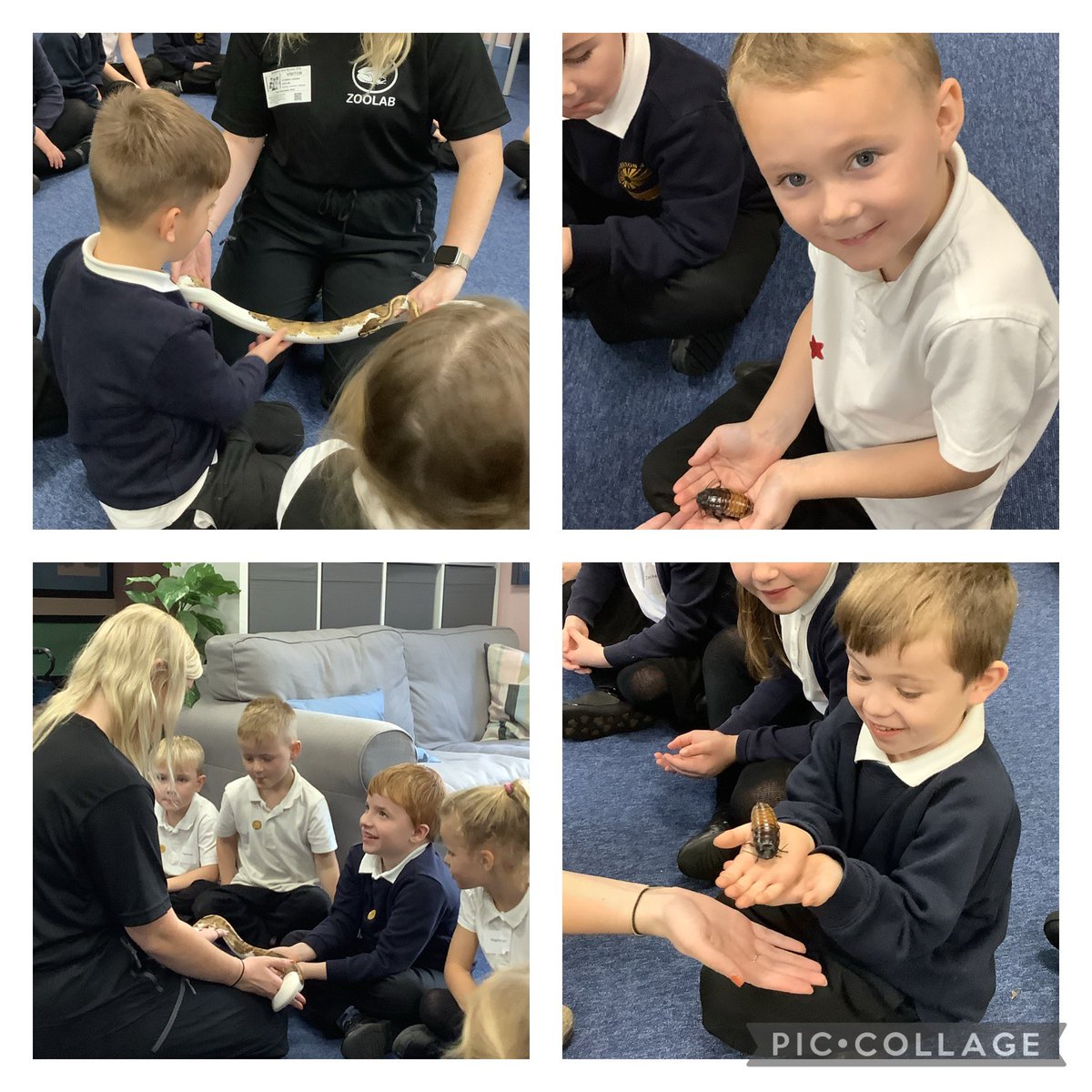 BandBschool's tweet photo. Wow! Team Aire had a fantastic visit from @ZooLabUK today where we had the chance to meet lots of different animals. We found out so many interesting facts, including frogs use their eyes to help them swallow! 🐸 #BandBSTEM #BandBOpportunities #ZoolabUK @eboractrust https://t.co/t6YwLJIFOw
