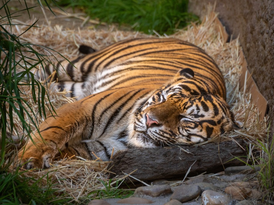 Daylight saving got us like 😴
Did you remember to “fall back“ and enjoy that glorious extra hour of sleep?
#DaylightSaving #FallBack #Tiger #BigCat