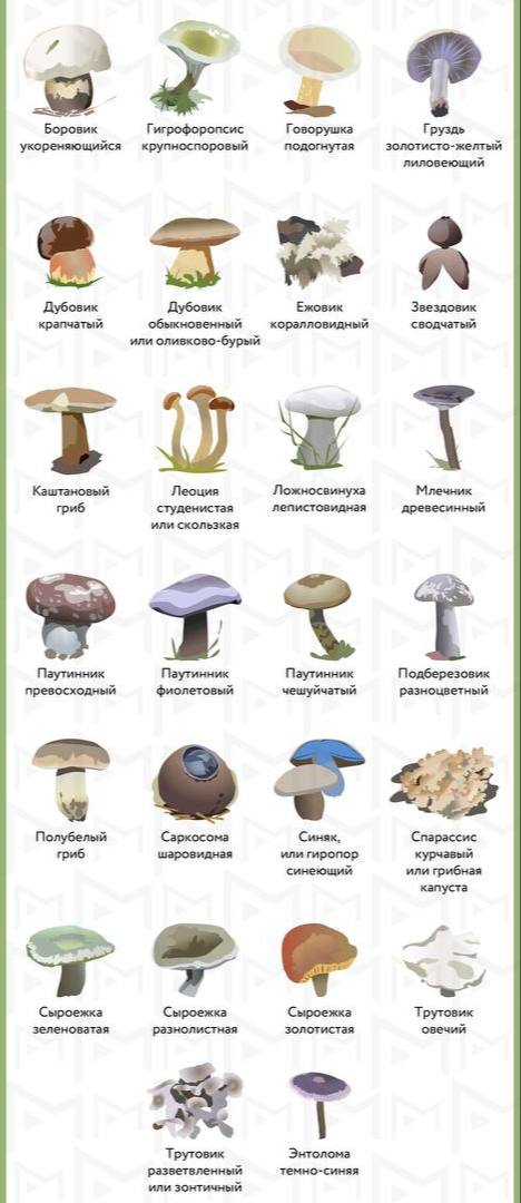 Грибы Подмосковья, которые запретили собирать 🍄

Вступил в силу закон, устанавливающий уголовную ответственность за сбор и оборот грибов и растений из Красной книги. #интересность