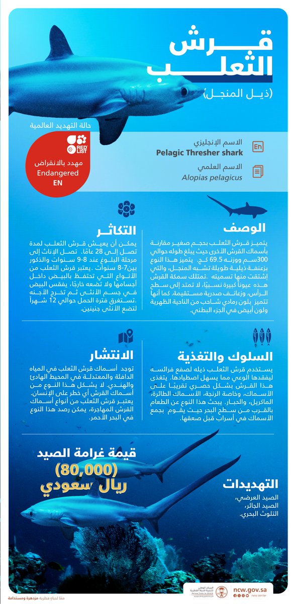 قرش الثعلب من أنواع أسماك القرش المهاجرة المهددة بالانقراض التي يمكن رصدها في البحر الأحمر.

#محافظة_تنمية_استدامة