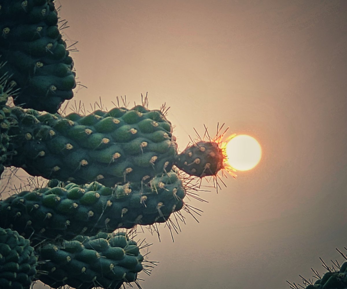 AbidiRuby's tweet image. है लौ ज़िंदगी ज़िंदगी नूर है
मगर इस पे जलने का दस्तूर है
~गुलज़ार