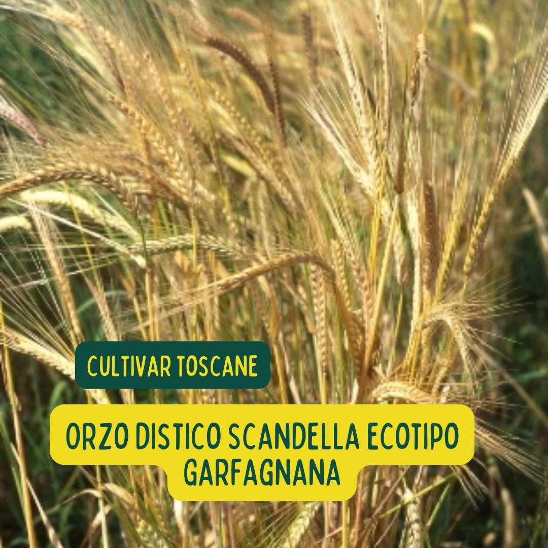 Ente Terre Toscane tweet media
