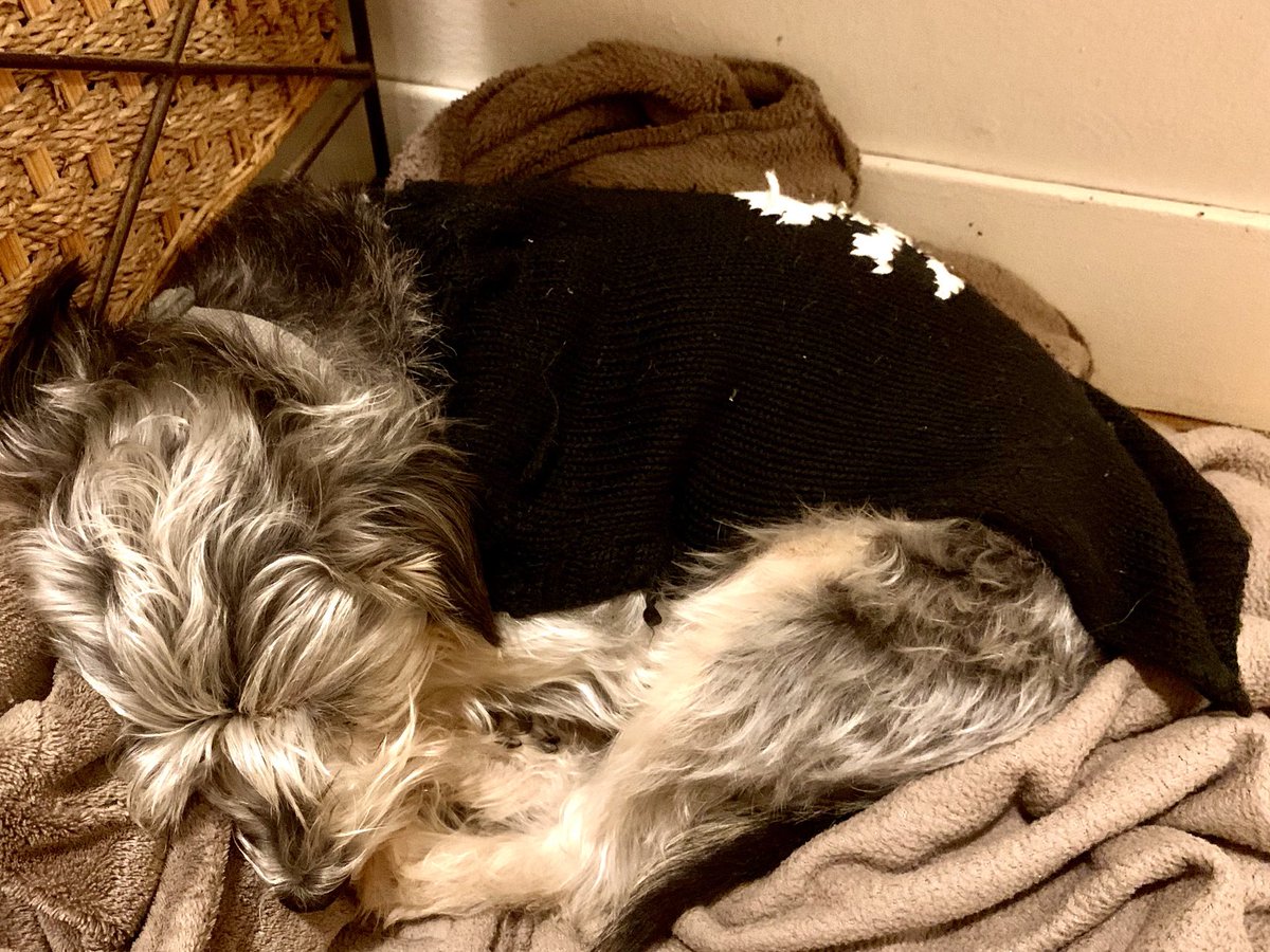 's tweet image. Monday mornings are hardest because mom is up and moving around a lot! The lap gap is real.