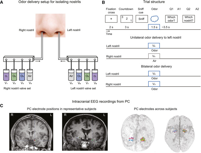 Penn Neurosurgery (@pennnsg) on Twitter photo For <a href="/CurrentBiology/">Current Biology</a>, Isaac Chen, MD contributed to a paper where it was learned that odor representations from nostrils are segregated in the piriform cortex, showing an olfactory coding scheme that parses info across nostrils in a single inhalation.
➡️ spr.ly/6014uqMBn For <a href="/CurrentBiology/">Current Biology</a>, Isaac Chen, MD contributed to a paper where it was learned that odor representations from nostrils are segregated in the piriform cortex, showing an olfactory coding scheme that parses info across nostrils in a single inhalation.
➡️ spr.ly/6014uqMBn