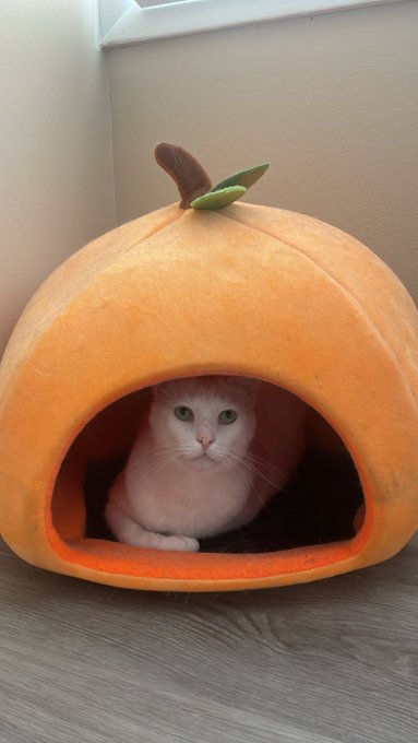 It&rsquo;s fall, you know what that means: https://t.co/MuS7VvlD4m