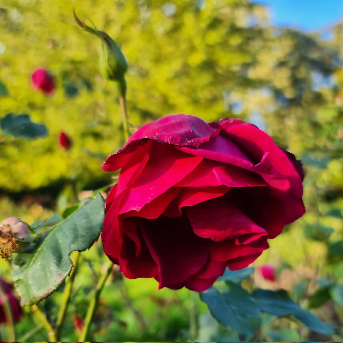 Alla_Sanders's tweet photo. Autumn beauty rose with a
delightful scent in the Rose Garden, Morden Hall Park, National Trust,
London. @MordenHallPkNT
@nationaltrust
#roses #flowers #garden
#NaturePhotography 
#ThePhotoHour
#autumn2023 https://t.co/YtO5m9h9Am