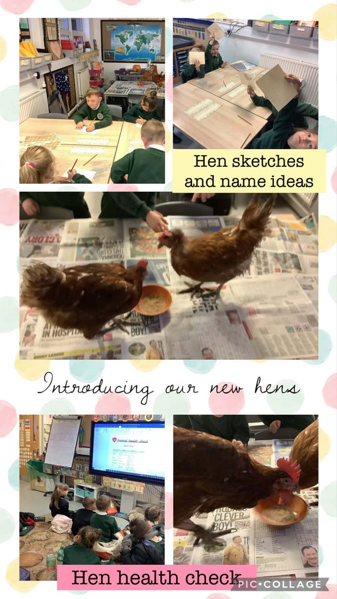 SJSB Laudato Si’ (@sjsblaudatosi) on Twitter photo Today in Farm Club we were very lucky to meet our new hens kindly donated by Mrs Hather. Our Farm Club did a health check on them today to decide if they are ready to join our flock. Now we need to think of some names. So far we’ve had Claxy, Nugget, Rainbow. <a href="/StJosephStBede/">StJoseph StBede RCPS</a> Today in Farm Club we were very lucky to meet our new hens kindly donated by Mrs Hather. Our Farm Club did a health check on them today to decide if they are ready to join our flock. Now we need to think of some names. So far we’ve had Claxy, Nugget, Rainbow. <a href="/StJosephStBede/">StJoseph StBede RCPS</a>