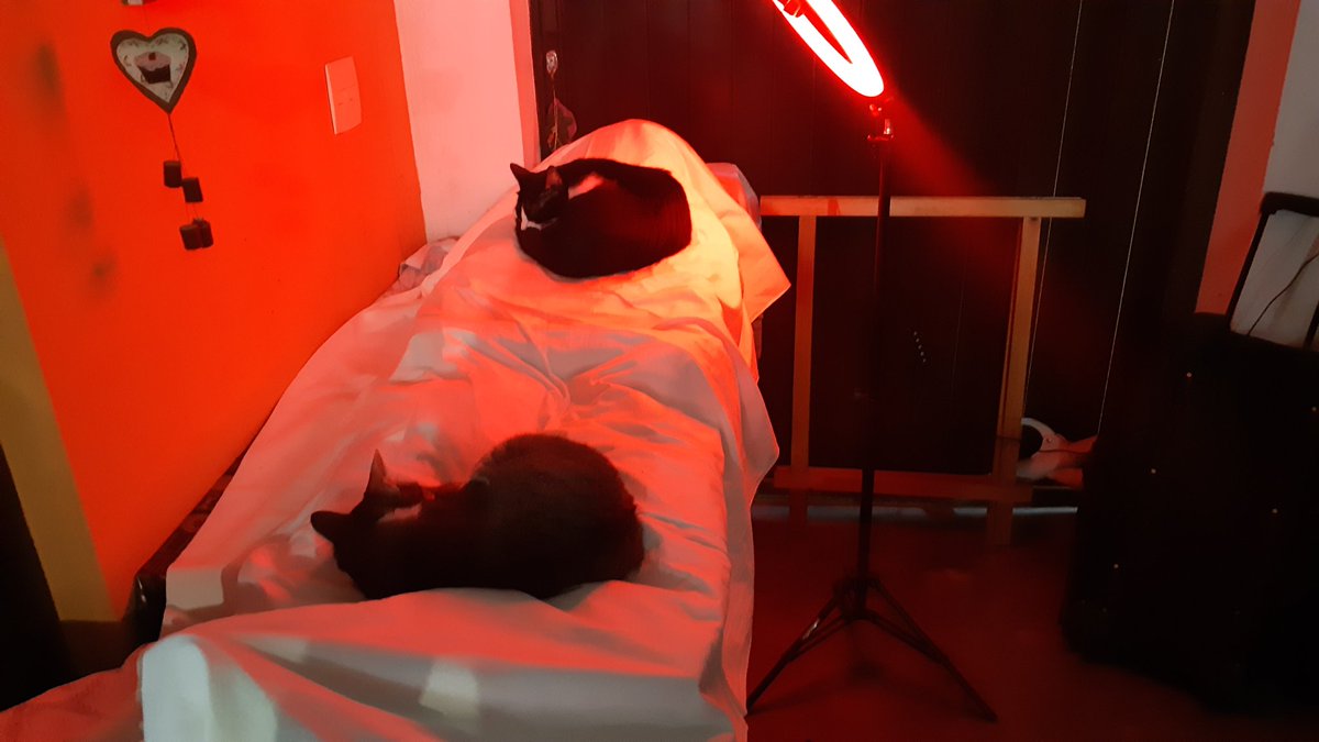 Fiz um cadáver de pano p enfeitar para o halloween, mas as gatas amaram tanto que acho q vou deixar ai msm