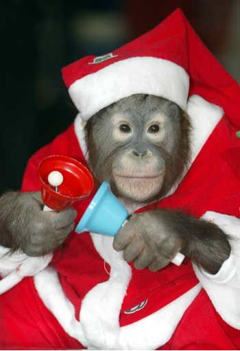 RealGilbertACP's tweet photo. #GGACP #MonkeyMonday #DearSantaWeek @Franksantopadre @RealGilbert @RheinEsq @fotiadis_art @ECSquares_music @benderoni72 @Big_Daddy1965 ♥️ https://t.co/6RMen3iaEt