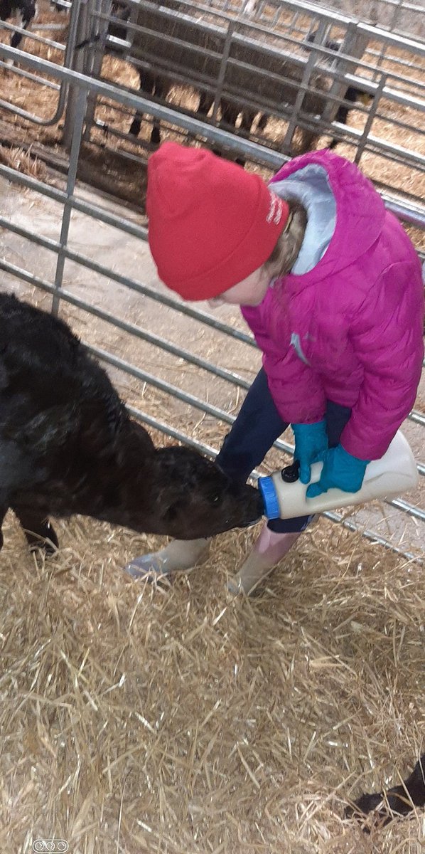 Next generation helping feed a few newborns last night  🤩
#familyfarming