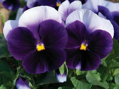 gransgardenseed's tweet photo. https://t.co/2c2JpVSW2v, see Annual Seeds Collection #gardenseeds #GardeninginTexas #springgardenseeds https://t.co/9SnJ8gsj1r