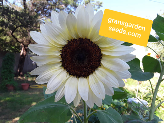 gransgardenseed's tweet photo. https://t.co/2c2JpVSW2v, see Annual Seeds Collection #gardenseeds #GardeninginTexas #springgardenseeds https://t.co/9SnJ8gsj1r