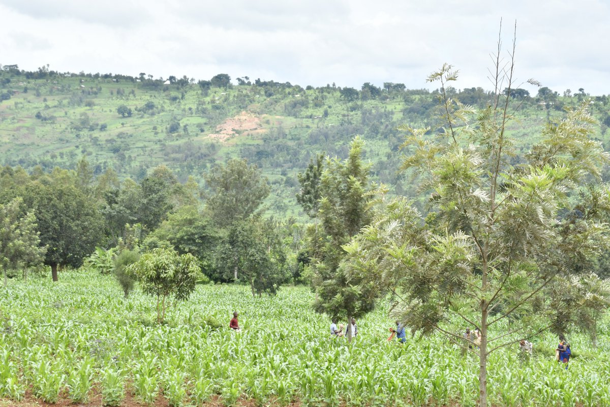 Ngoma District (@ngomadistrict) on Twitter photo <a href="/NIYONAGIRANath2/">๐ต๐ฐ๐๐ถ๐ต๐จ๐ฎ๐ฐ๐น๐จ ๐ต๐๐๐๐๐๐๐</a> <a href="/SakeSector1/">SAKE SECTOR</a> <a href="/RwandaLocalGov/">Ministry of Local Government | Rwanda</a> <a href="/RwandaEast/">๐๐๐ฌ๐ญ๐๐ซ๐ง ๐๐ซ๐จ๐ฏ๐ข๐ง๐๐ | ๐๐ฐ๐๐ง๐๐</a> <a href="/RwandaAgri/">Ministry of Agriculture & Animal Resources |Rwanda</a> <a href="/RwandaAgriBoard/">Rwanda Agriculture & Animal Resources Devpt Board</a> Mu butumwa yabwiye abahinzi; Umuyobozi w'Akarere <a href="/NIYONAGIRANath2/">๐ต๐ฐ๐๐ถ๐ต๐จ๐ฎ๐ฐ๐น๐จ ๐ต๐๐๐๐๐๐๐</a> yavuze ko iyi fumbire izabafasha mu kongera umusaruro abasaba kwirinda kuyikoresha ibyo itagenewe. <a href="/NIYONAGIRANath2/">๐ต๐ฐ๐๐ถ๐ต๐จ๐ฎ๐ฐ๐น๐จ ๐ต๐๐๐๐๐๐๐</a> <a href="/SakeSector1/">SAKE SECTOR</a> <a href="/RwandaLocalGov/">Ministry of Local Government | Rwanda</a> <a href="/RwandaEast/">๐๐๐ฌ๐ญ๐๐ซ๐ง ๐๐ซ๐จ๐ฏ๐ข๐ง๐๐ | ๐๐ฐ๐๐ง๐๐</a> <a href="/RwandaAgri/">Ministry of Agriculture & Animal Resources |Rwanda</a> <a href="/RwandaAgriBoard/">Rwanda Agriculture & Animal Resources Devpt Board</a> Mu butumwa yabwiye abahinzi; Umuyobozi w'Akarere <a href="/NIYONAGIRANath2/">๐ต๐ฐ๐๐ถ๐ต๐จ๐ฎ๐ฐ๐น๐จ ๐ต๐๐๐๐๐๐๐</a> yavuze ko iyi fumbire izabafasha mu kongera umusaruro abasaba kwirinda kuyikoresha ibyo itagenewe.