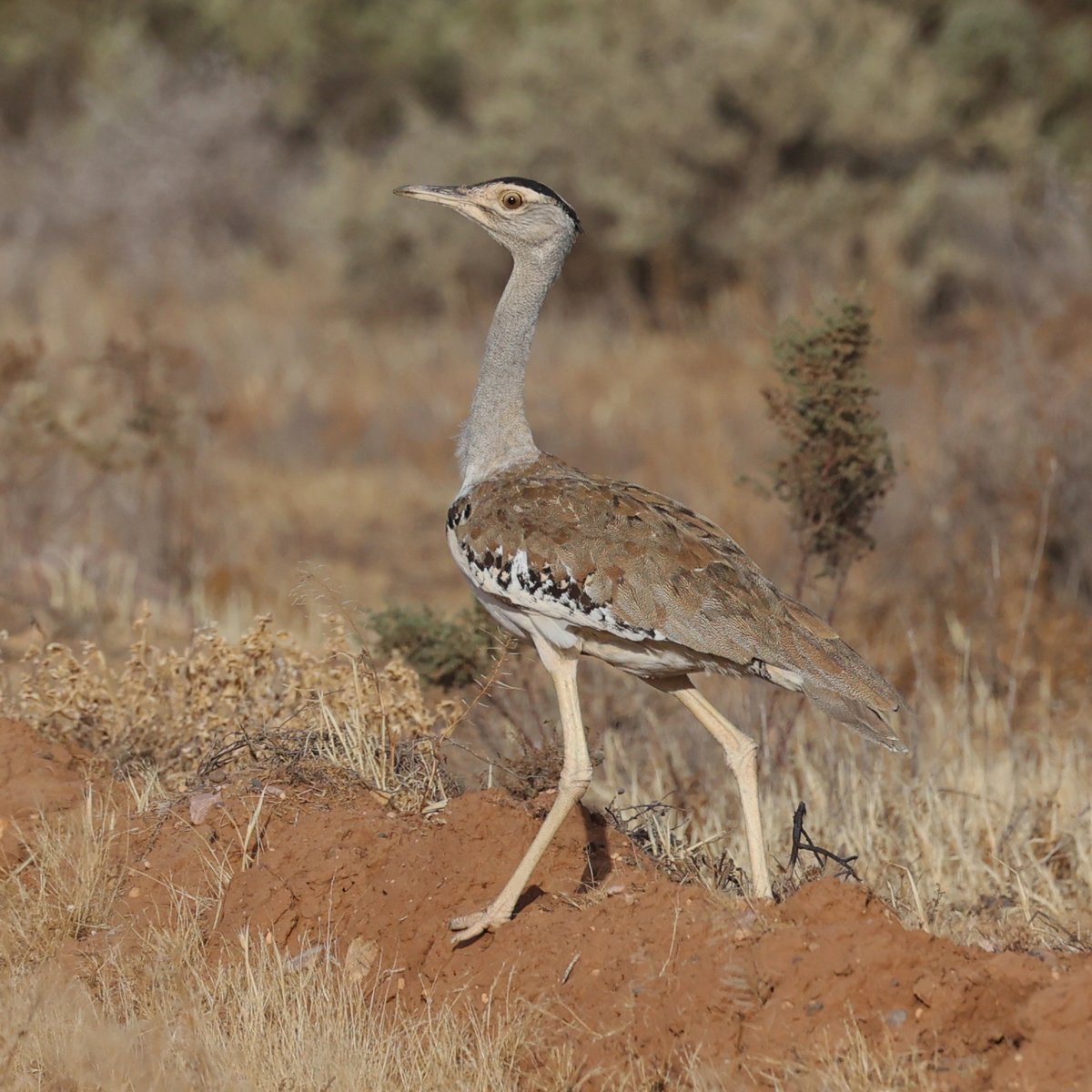 SandyHorne61's tweet photo. Look at this gorgeous creature!
Just look at it!
After years of actively looking for an Australian bustard, I finally found one at Bruce in the southern Flinders Ranges.
With @boyfrombruce and @seerr69 https://t.co/j6VMniUPhJ