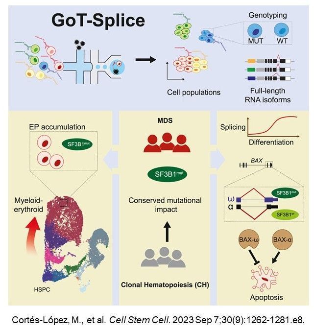 Using GoT-Splice in a study supported by #NCIIMAT, @alt_spliced, @PChamely, @landau_lab, et al. revealed the cell-type-specific impact of mutations on RNA splicing in hematopoietic cells @CellStemCell bit.ly/49iW7xV.