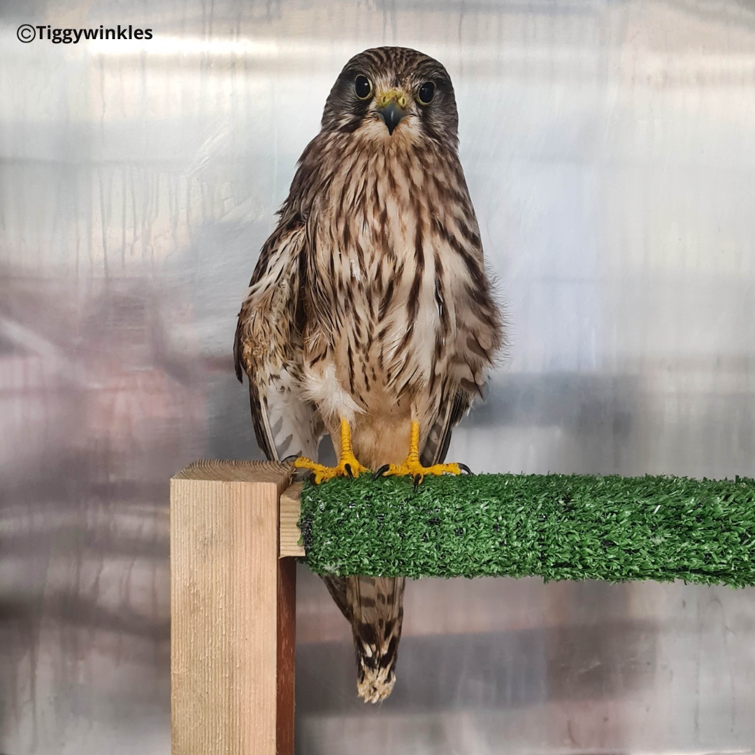 This kestrel came in with an injured wing. Our veterinary team have provided her with the treatment she needed, including regular physio & she’s almost ready to go back to the wild. She'll spend some time in our outside aviaries so we can monitor her flying & then be released.
