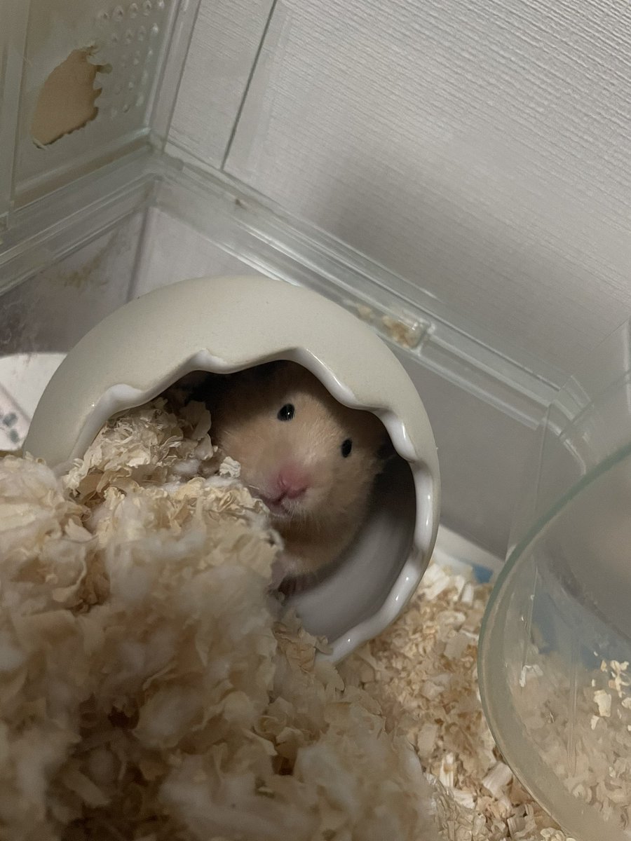 yt_tngc's tweet image. #今日のきなこ