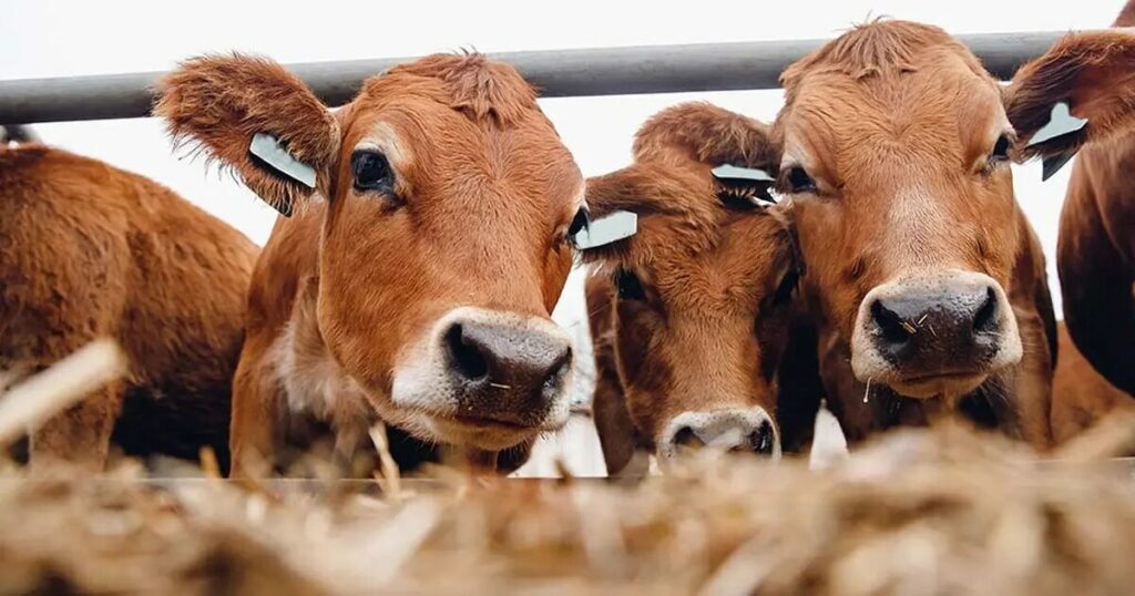 German Tinari tweet media