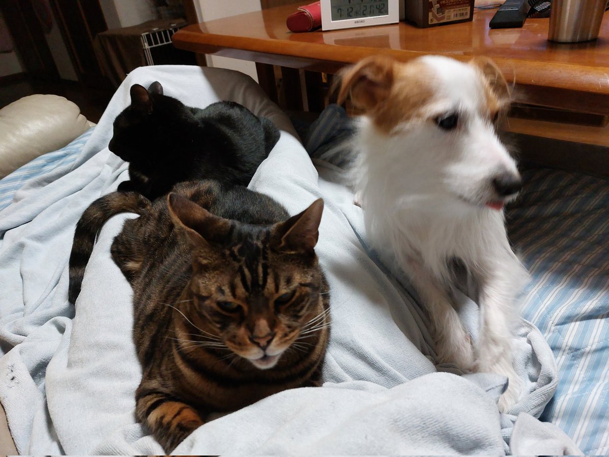 jacklife0301's tweet photo. #ジャックラッセルテリア
#ベンガル
#黒猫
#SMAP
#キンプリ5
#オリジナルスマイル https://t.co/SzobCJgAdg