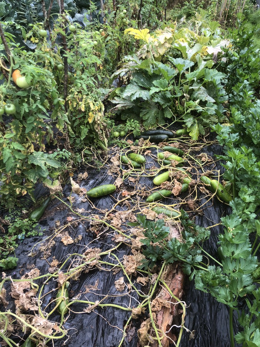 GuyBarter's tweet photo. No dig plot, established for ten years, thrived this summer. It usually matches my cultivated plot, especially in wetter summers. To reduce the considerable labour of making enough compost 25% sown each year to clover terminated in spring to leave a mulch. #NoDigDay #allotment https://t.co/nV0S75DROC