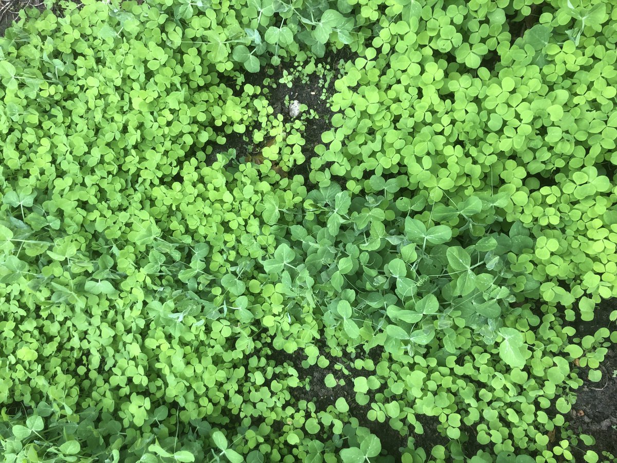 GuyBarter's tweet photo. No dig plot, established for ten years, thrived this summer. It usually matches my cultivated plot, especially in wetter summers. To reduce the considerable labour of making enough compost 25% sown each year to clover terminated in spring to leave a mulch. #NoDigDay #allotment https://t.co/nV0S75DROC