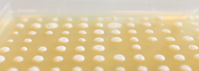 VIBLifeSciences's tweet photo. 🔬 🍻 The team of @KevinVerstrepen @VIB_microbes joins forces with @VIBTechWatch and @SCIEXnews to develop a faster, more accurate method to screen yeast strains for beer production. 
https://t.co/6GzZo51T6g https://t.co/81V6OfaXDt