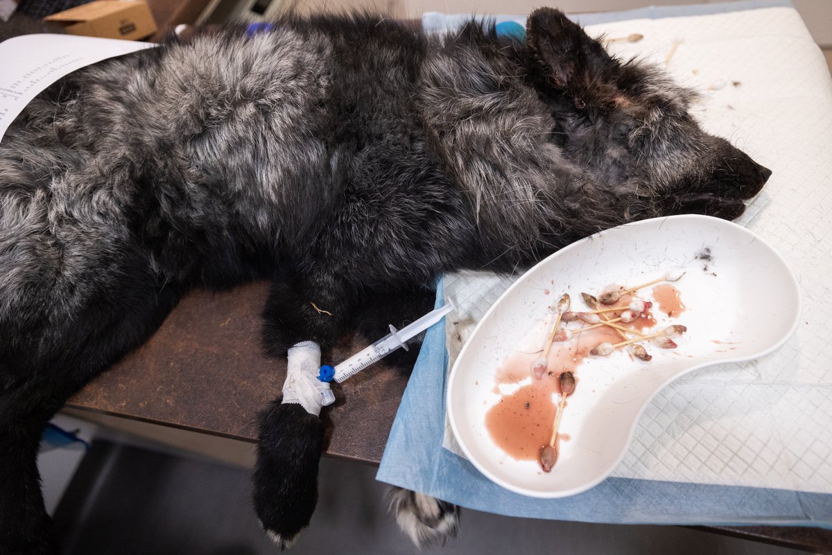 Kolejna ofiara przemysłu futrzarskiego 💔. Trwa walka o życie i zdrowie Pirata, lisa, którego uratowaliśmy interwencyjnie <a href="/otwarteklatki/">Otwarte Klatki</a>.

CZAS NA ZAKAZ!