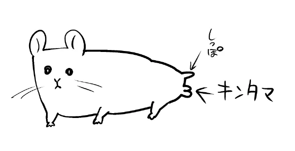 おじゅたのキンタマがこう…縦にこうなんだけど