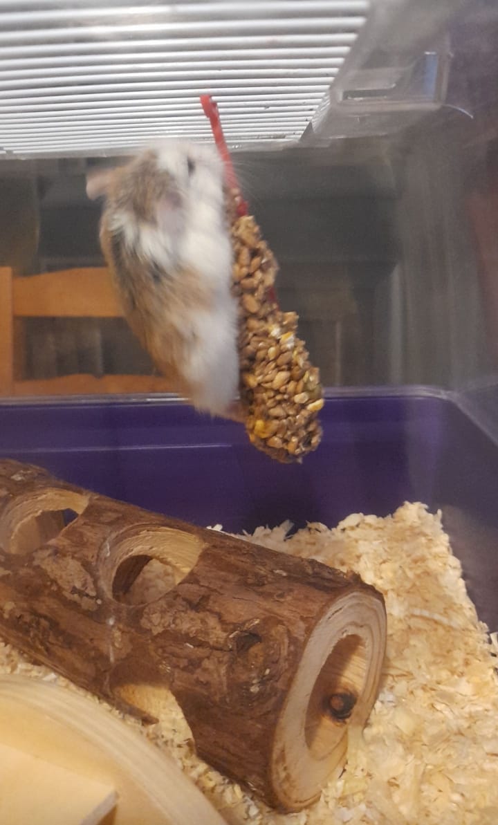 VickySl17's tweet photo. @HolySpiritWA9 we have loved having pumpkin spice over the holidays. He's such a lovely friendly fluffy hampster https://t.co/rNBK5vc5Ro