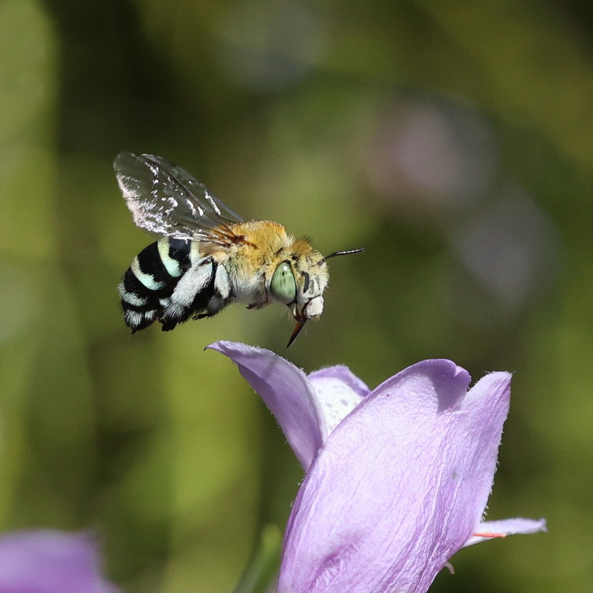SandyHorne61's tweet photo. I spent some time with my macro lens in the garden at Bruce.
It's such hard work. I delete hundreds of photos before I get one worth keeping ... such as this one of a native blue-banded bee.
With @boyfrombruce and @seerr69 
#macromonday https://t.co/YmZy03pDp3