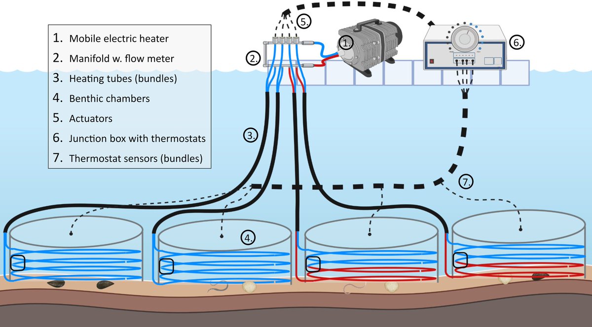 Out now: The cook book on how to simulate a #marineheatwave on the seafloor 🔥 Simply rip out your underfloor heating and put it in a chamber! 😋 Link: doi.org/10.1002/lom3.1… @JoannaNorkko @anorkko @LauraKauppi #RothFinland @Tvarminne @CoastClim @NottbeckFdn @BioEnvHelsinki