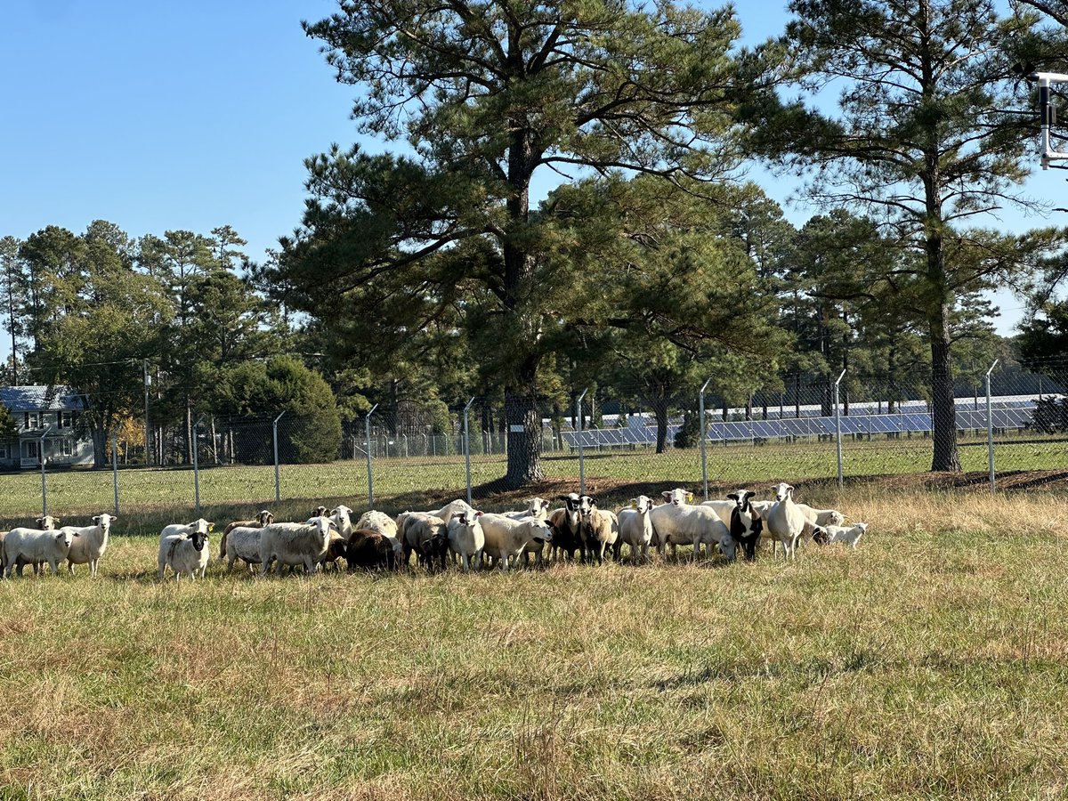 GrayFeist's tweet photo. @wildlifesociety Wish I could be there at #TWS2023! We’re busy managing utility-scale solar with #sheep. Something that should be of interest to the #energy & #wildlife committee. #Grazing can support #pollinators, #soulhealth, #waterquality & more on these sites. https://t.co/SKpdaZZvbB