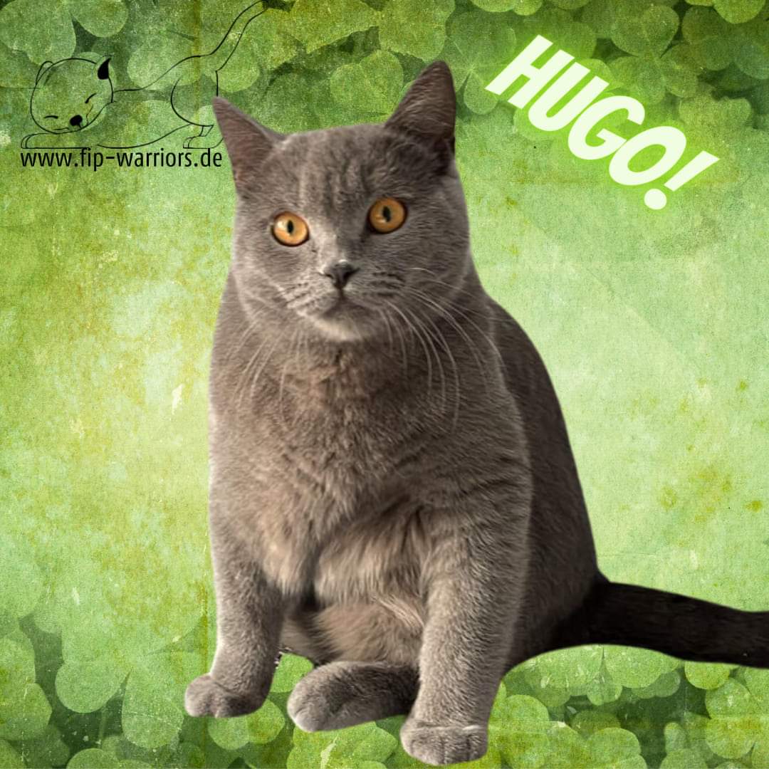 Hugo! Guck nicht so fragend, du bist ab heute frischgebackener #Survivor Hipphipphurraaaaa!!!! Alle Katzen mit Verkleidung bitte heute zur grossen Party, ich wiederhole: PARTY! #fipwarriors #fightfip #fip #FIPFAMILY