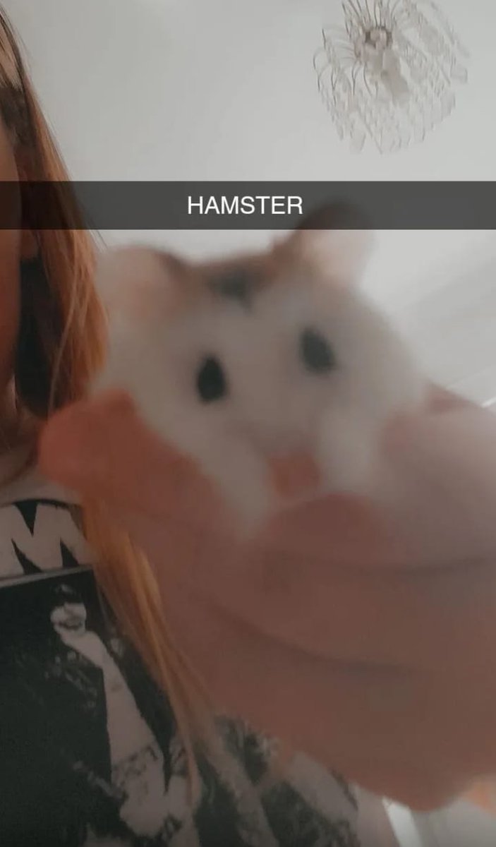 VickySl17's tweet photo. @HolySpiritWA9 we have loved having pumpkin spice over the holidays. He's such a lovely friendly fluffy hampster https://t.co/rNBK5vc5Ro
