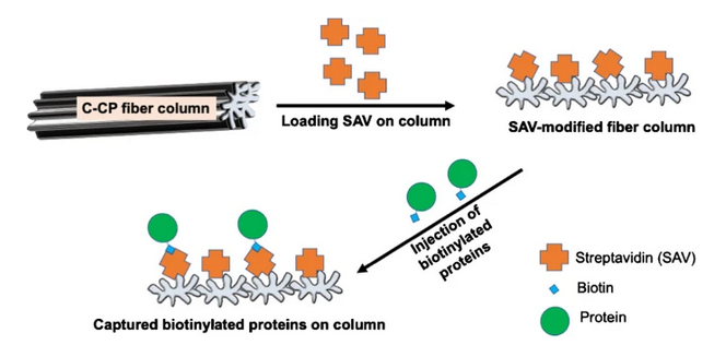AnalBioanalChem's tweet image. Loading characteristics of #streptavidin on polypropylene capillary channeled #polymer #fibers and capture performance towards biotinylated #proteins
by Md Khalid Bin Islam and R. Kenneth Marcus @Clemson_Chem @ClemsonUniv #biotin 

#OpenAccess 
link.springer.com/article/10.100…