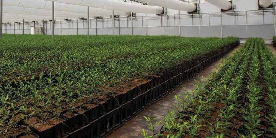 Which NCPN crop has the most clean plant centers, serving the diverse needs of the industry? Citrus! With 10 centers across the U.S. and Puerto Rico, the NCPN Citrus impact is significant. To learn more about the individual centers, head over to buff.ly/3S29BIj today.