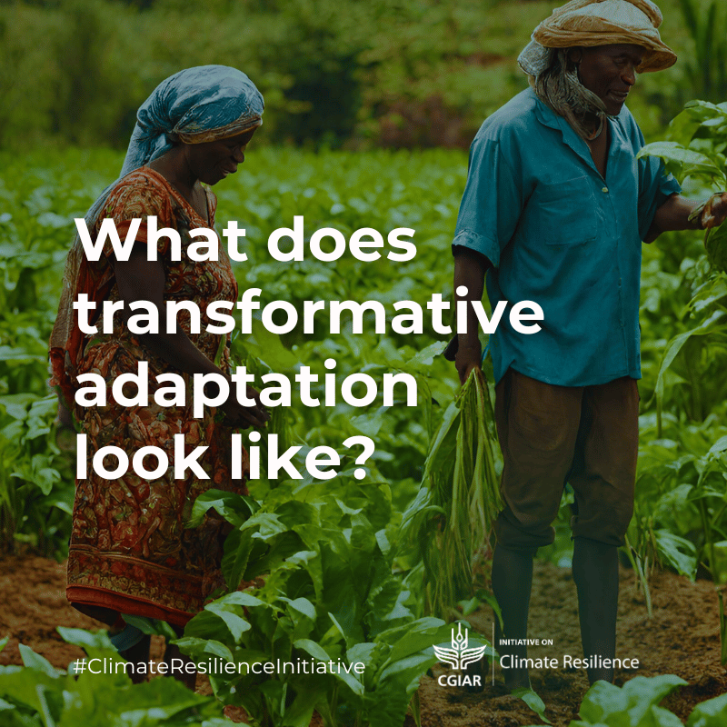 CGIARclimate's tweet photo. When you hear "transformative adaptation", how do you imagine it in practice?
READ MORE: https://t.co/Vu4SYHqO4r
#climate #climatechange #climateresilience #climateresilienceinitiative #climatecrisis #climateadaptation #transformativeadaptation #climatesolutions https://t.co/6YdJnFnsWK