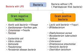 Bayans__'s tweet photo. the difference in structure of the cell wall shows the difference of phylogeny of two types of bacteria.. https://t.co/cq5Zxv01Xx