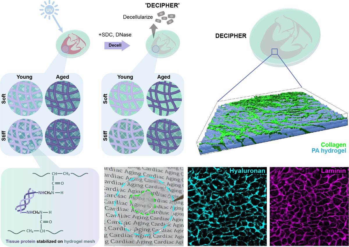 Excited to share the lab’s very first pre-print (!!) where we describe a new tunable hybrid hydrogel system and discover ECM-specific cues that regulate cardiac aging. Check it out!👇

biorxiv.org/content/10.110…

Tweetorial follows... (1/8)